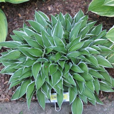 Hosta 'Lime Fizz'